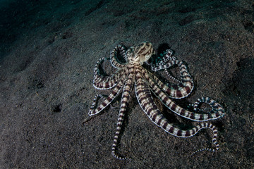 Mimic Octopus Crawling Over Black Sand in Lembeh Strait © ead72