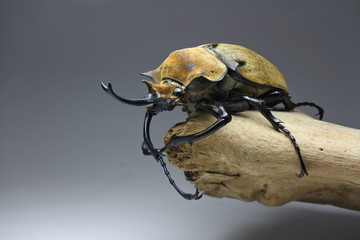 Male Rhinoceros beetle