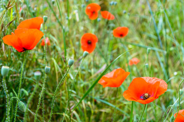 Wild poppies in full bloom along with buds on a grassy mound with shallow depth of field.