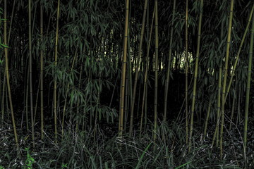 water, lake, nature, grass, reflection, green, river, pond, landscape, reed, summer, swamp, forest, blue, plant, marsh, reeds, sky, autumn, tree, natural, spring, environment, trees, fall