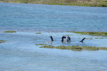 Obraz premium Southern elephant seals playing in the water