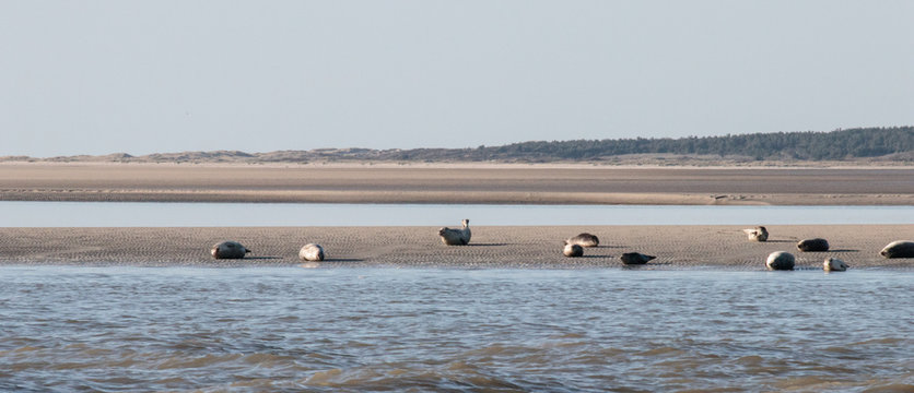 Phoques en baie de somme