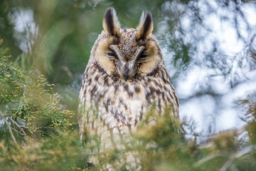 Obraz premium The long-eared owl sitting on a conifer tree