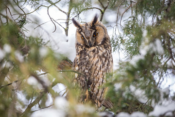 The long-eared owl sitting on a conifer tree