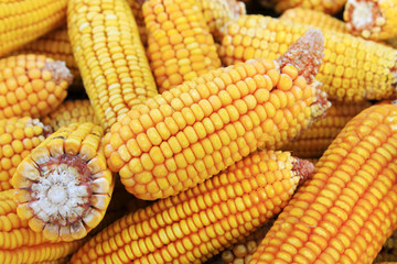 piles of corn bonzi material