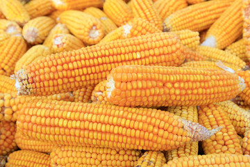 piles of corn bonzi material