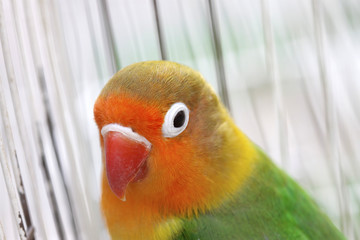 parrot