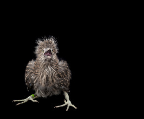 Baby Black Crowned Night Heron isolated on black background