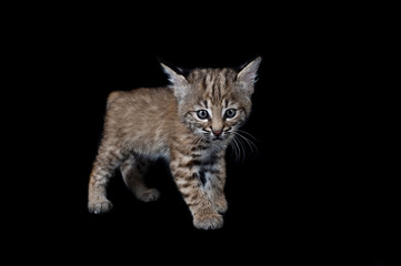 Baby Bobcat Kitten isolated on black