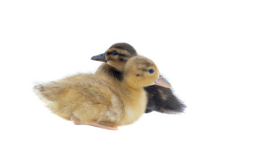 Baby Ducks isolated on white