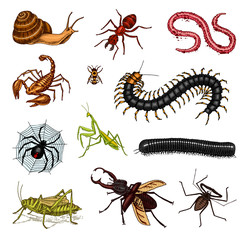 Naklejka premium Big set of insects. Vintage Pets in house. Bugs Beetles Scorpion Snail, Whip Spider, Worm Centipede Ant Locusts, Mantis Bee. Amblypygi, Lucanus cervus, Scolopendra Julida. Engraved Vector illustration