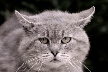 gros chat gris