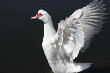 ganzo
