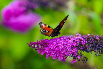 Schmetterling auf Sommerflieder
