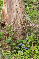 Wild Violets and Tree Stump