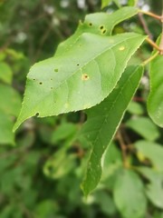 City Park Forest by waterfront