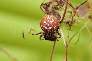 Araneus quadratus, the four-spot orb-weaver, is a common orb-weaver spider. Spider crawls along the blade of grass.