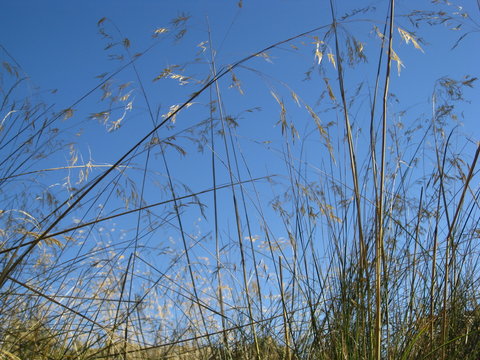 Hierbas y pajitas silvestres
