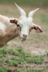 funny portrait of goat in a field