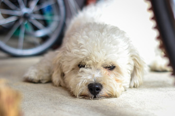 white puppy hairy posing