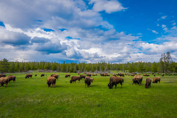 Kudde bizons grazen op een veld met bergen en bomen op de achtergrond