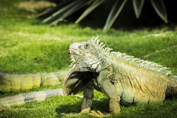 Close up of traditional animals in Guayaquil parks, the Iguana. This one is at Parque de las Iguanas