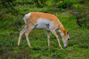Naklejka na ściany i meble Close up of a female rocky mountain mule deer, Odocoileus hemionus eating grass in Yellowstone National Park in Wyoming, USA.