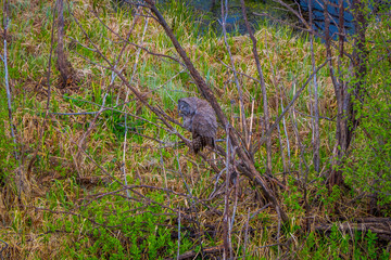 Beautiful great horned owl, Bubo virginianus, in Yellowstone Nationa Park