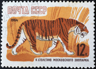 Siberian tiger on russian postage stamp