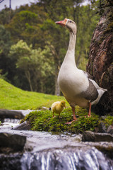 A mother goose and its little son near a small waterfall