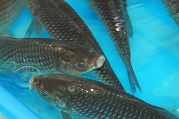 crucian carp swimming in a pool