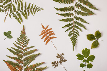 Botanical set with isolated fern branches and green plants on white background. Top view, Flat lay.