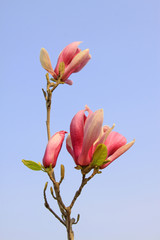 magnolia flowers flowering in early spring