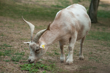 portrait of goat grazing  in a meadow