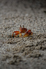 crab coming out of the cave