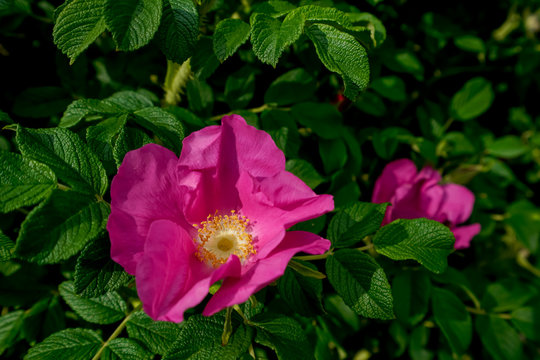 47 最適な ピンクのはまなす 画像 ストック写真 ベクター Adobe Stock
