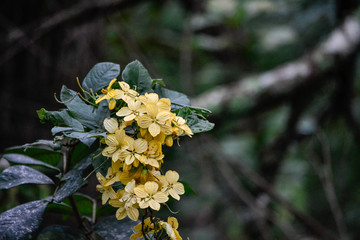 yellow swamp flowers