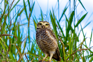 Burrowing Owl