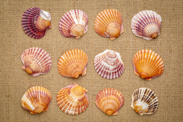 set of natural sea clam shells