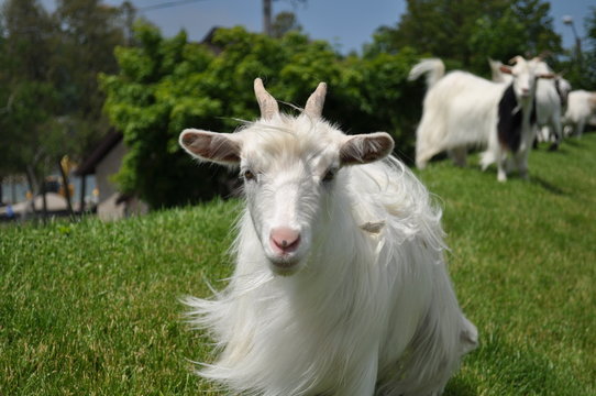 Al Johnson's Goats On The Rooft