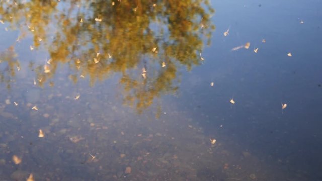 17% slow motion clip of longhorn caddis at the famous ranch section of the henry's fork river of idaho, usa