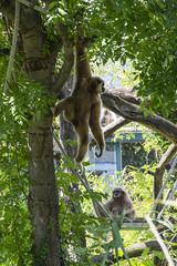 Monkey hanging in the tree