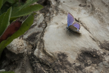 blue butterfly on the rock