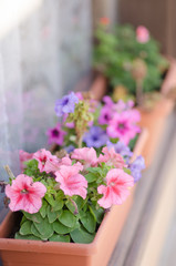 small purple and pink flowers