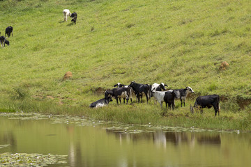 Gado leiteiro em pastagem de propriedade rural brasileira