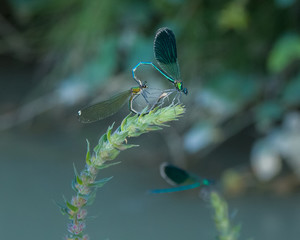 dragonflies in love