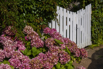 Hortensie und weiße Gartentür