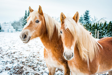 Haflinger horses, horse couple standing in snow an a cold winter day