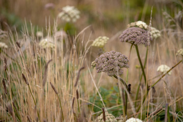 Coastal Plants and Dried Grasses of the Pacific Northwest and Central Oregon