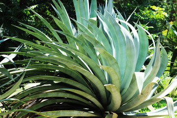 Obraz premium Brazil